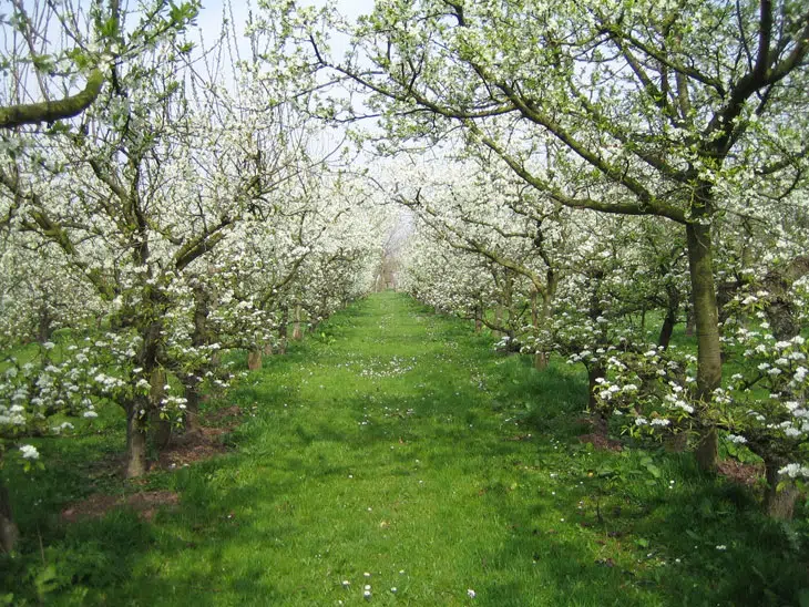 verger-au-printemps-entretien-jardiniers-professionnels.webp